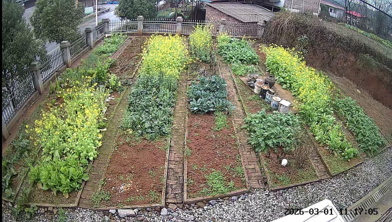 有多少人和我一样，每天会打开监控，看看老家院子的菜园看，菜不多，就是爱看[呲牙]