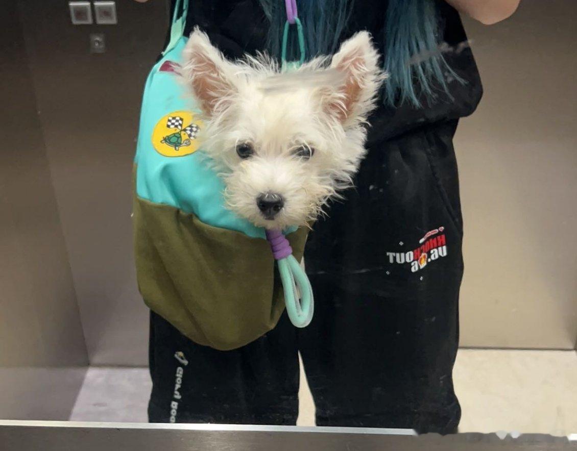 不呆以前小小一只的小呆被妈妈放进包里背起来就走🐶 