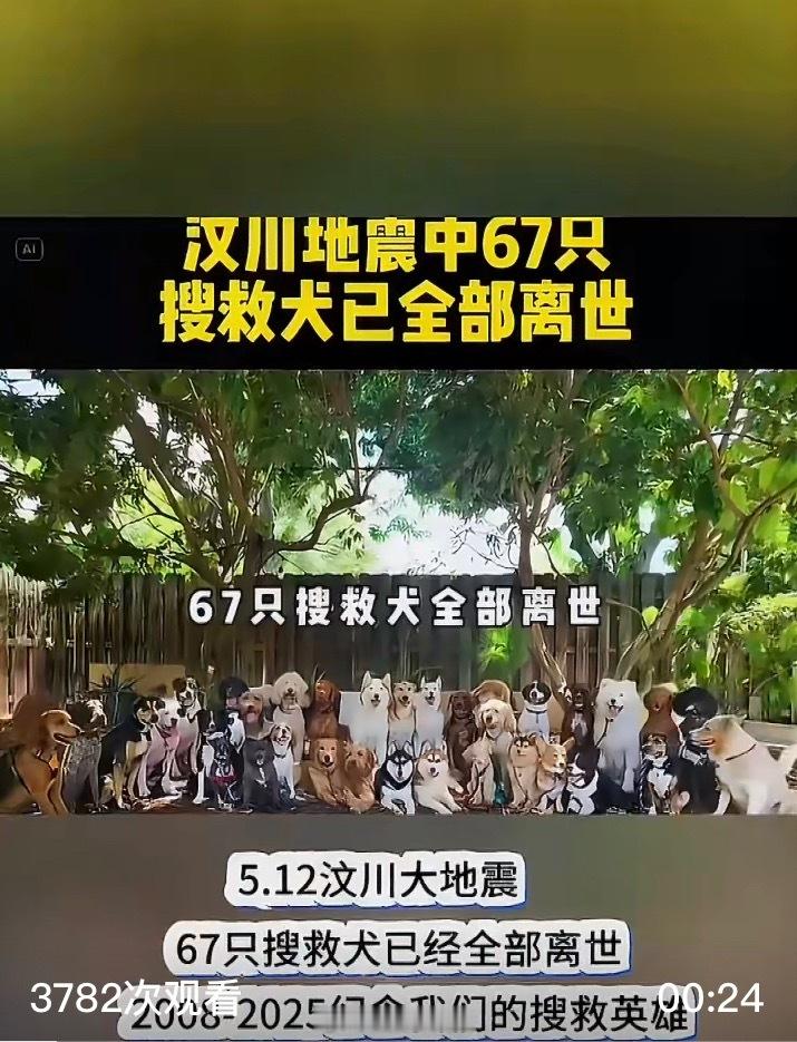 汶川地震67只搜救犬都已离世岁月无声，忠犬有魂。汶川地震当年奔赴一线的67只搜救