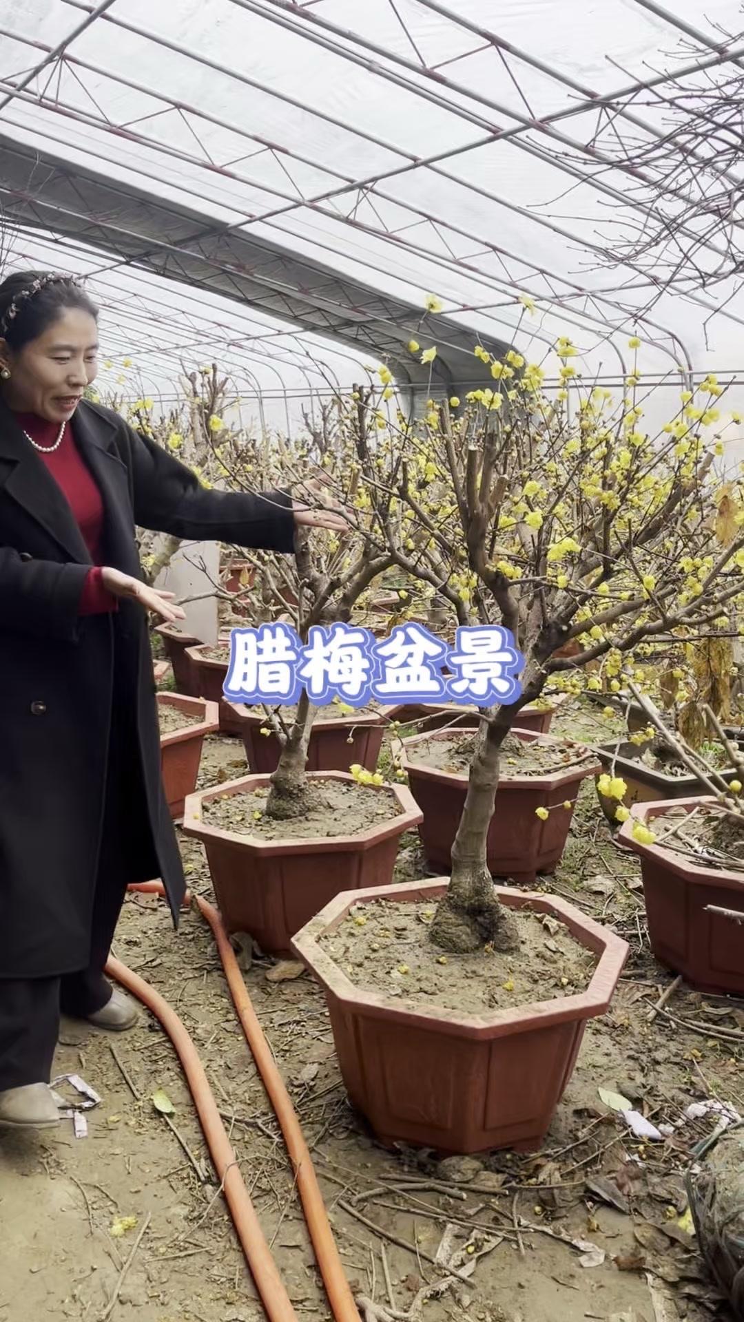 🌿能让满屋飘香的腊梅盆景，满树花苞超治愈！这是盆景中的精品，玫瑰越大开花越香。