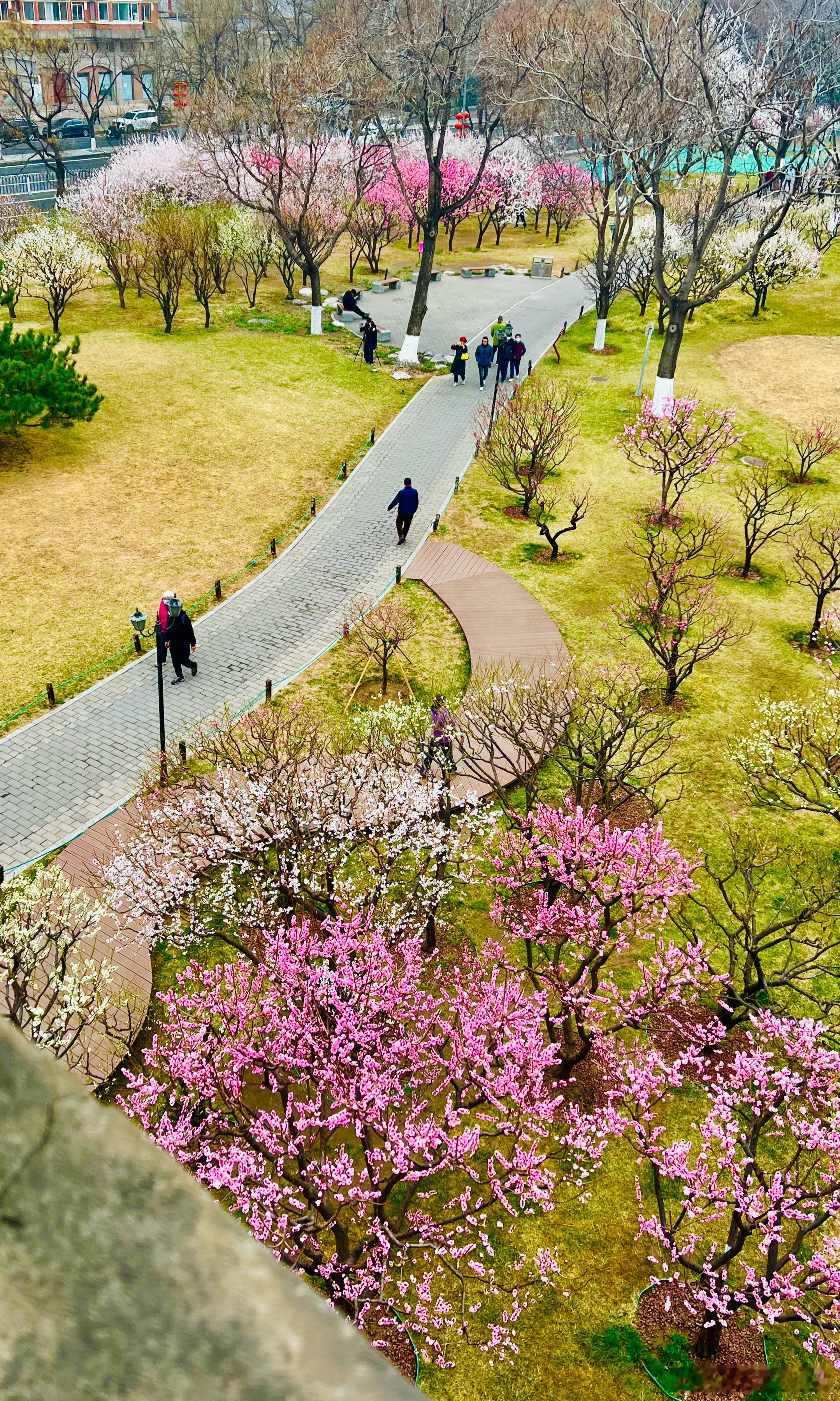 登北京东南角楼 赏明城墙梅花 摄影​​​