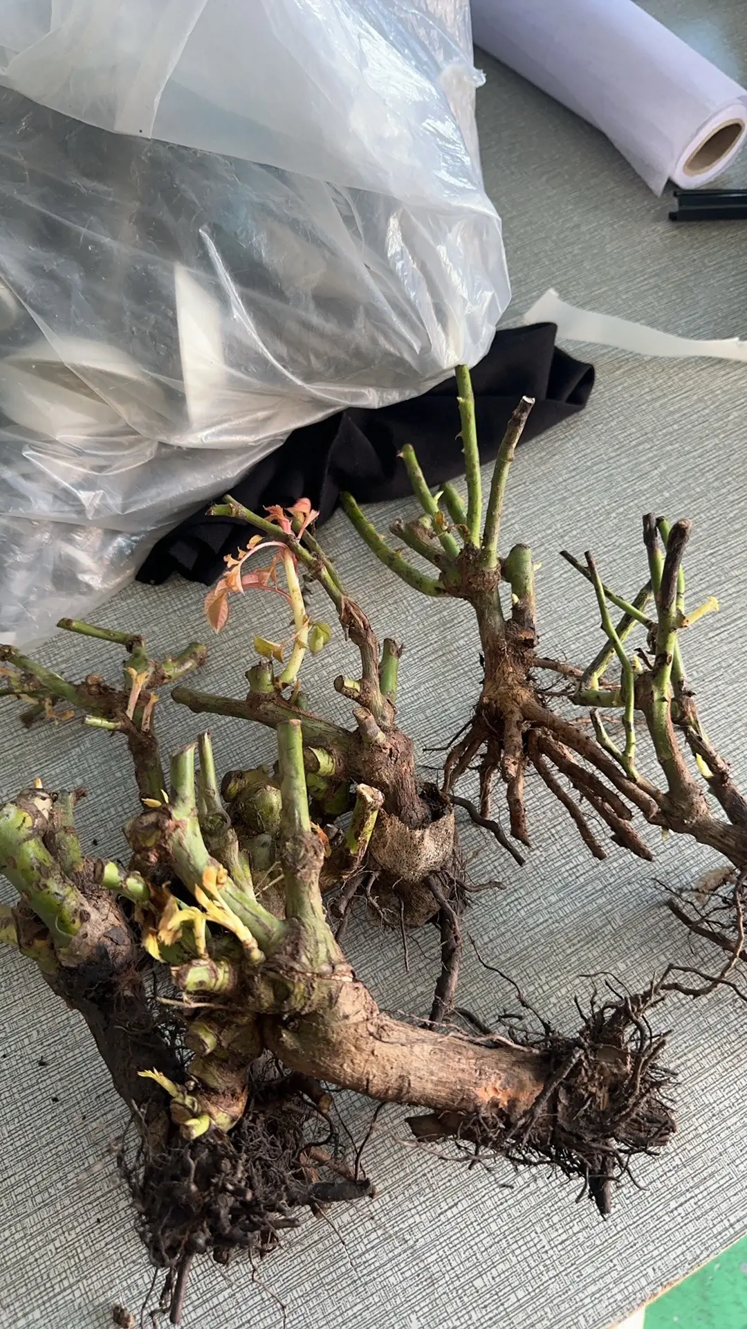 我从来没种过玫瑰花，第一次种，多种几棵！