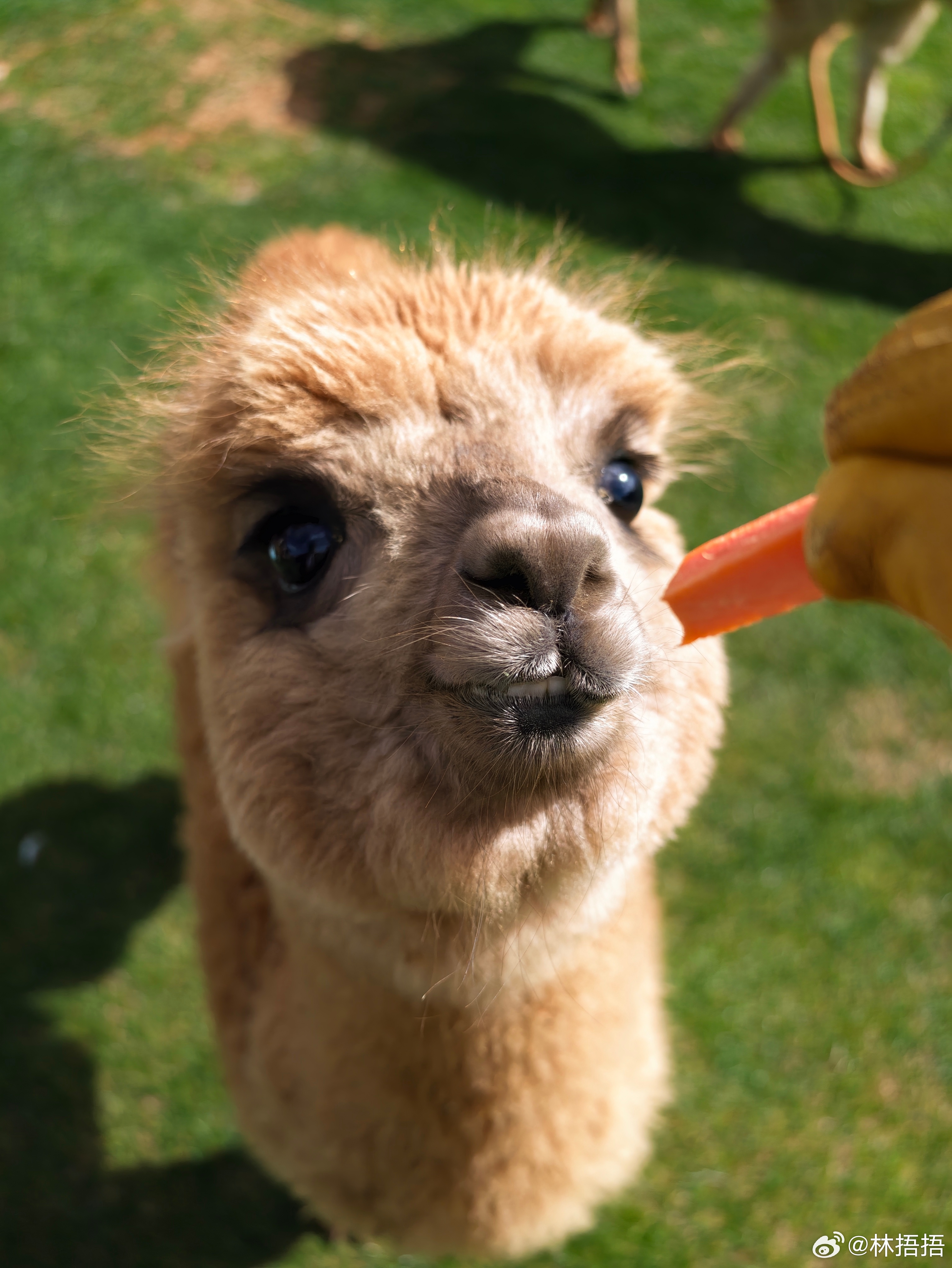 来自X300 Ultra的真实光影vivo x300 ultra专业v单