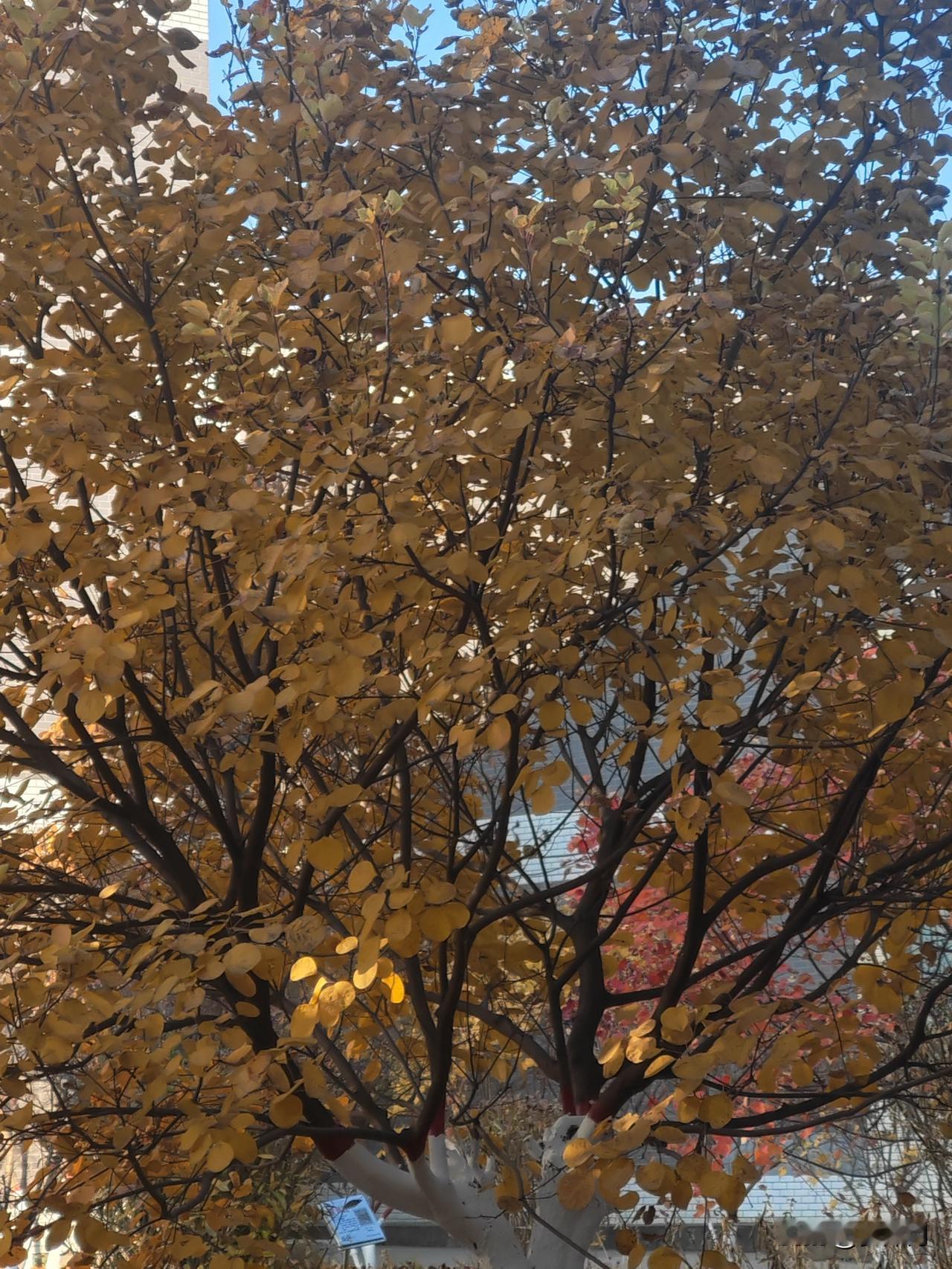 39岁的单身女人，还适合结婚吗？

我认识一个39岁的女孩，长得一般，在私企做设