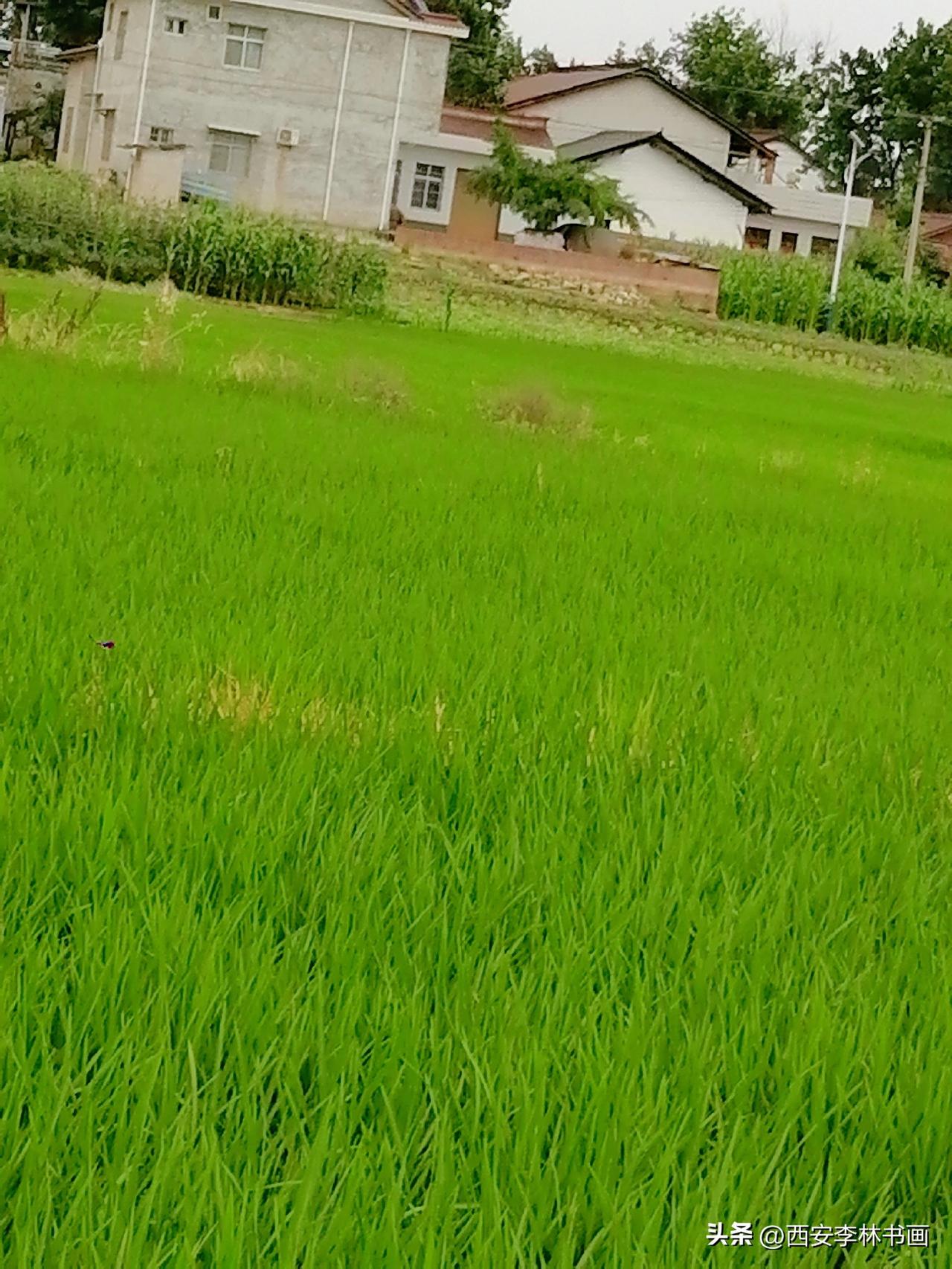 《稻田青青（李林摄于汉中城固）》