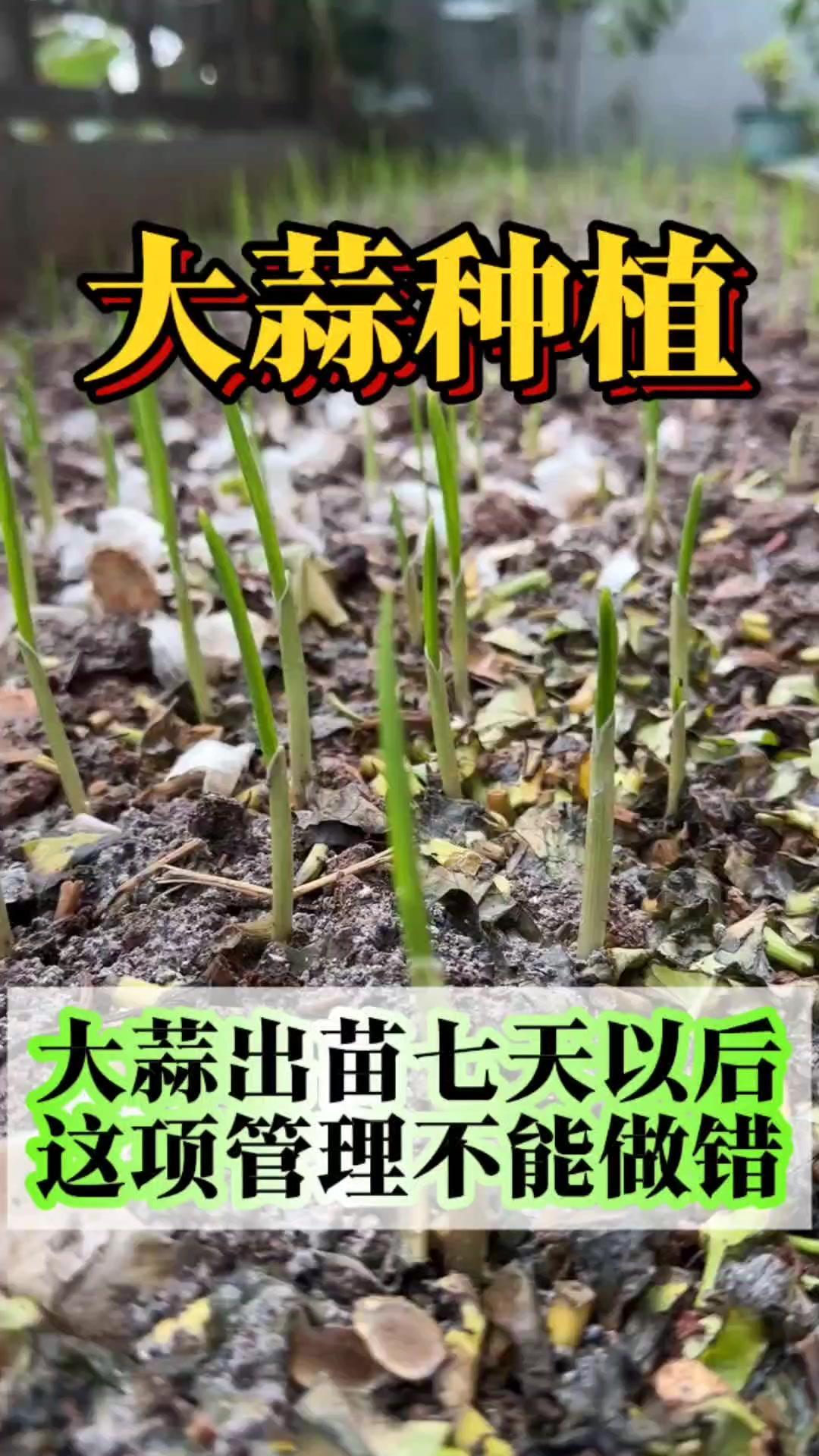 🌱大蒜出苗7天左右是关键期，这时候最脆弱，土壤里的细菌病毒会侵染根系和叶片，不