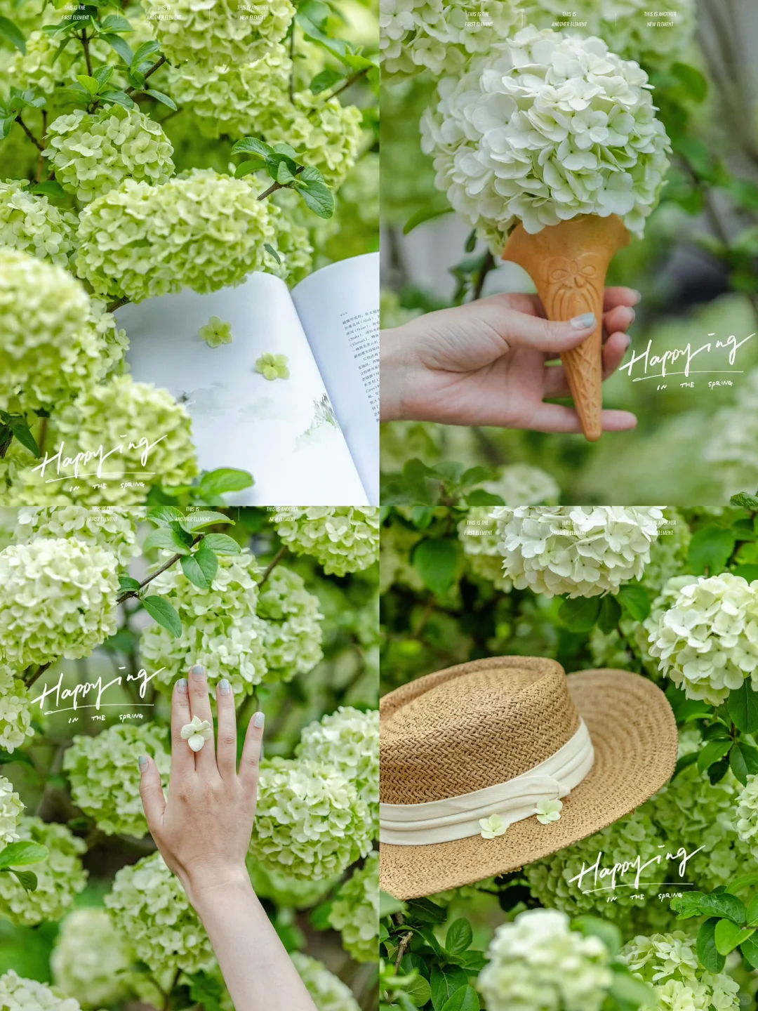 定格春日ᴘʟᴏɢ🧩四月的南京属于🍃木绣球