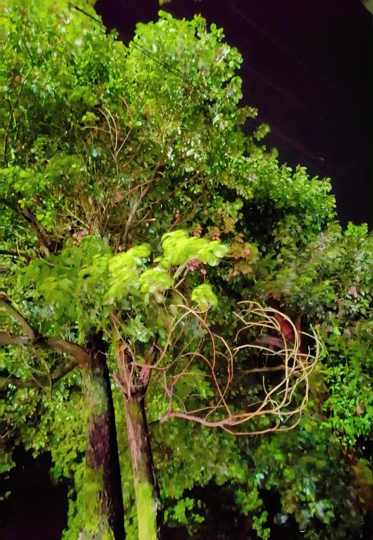 《青叶美，枯枝也美（李林4月21日摄于汉中城固）》