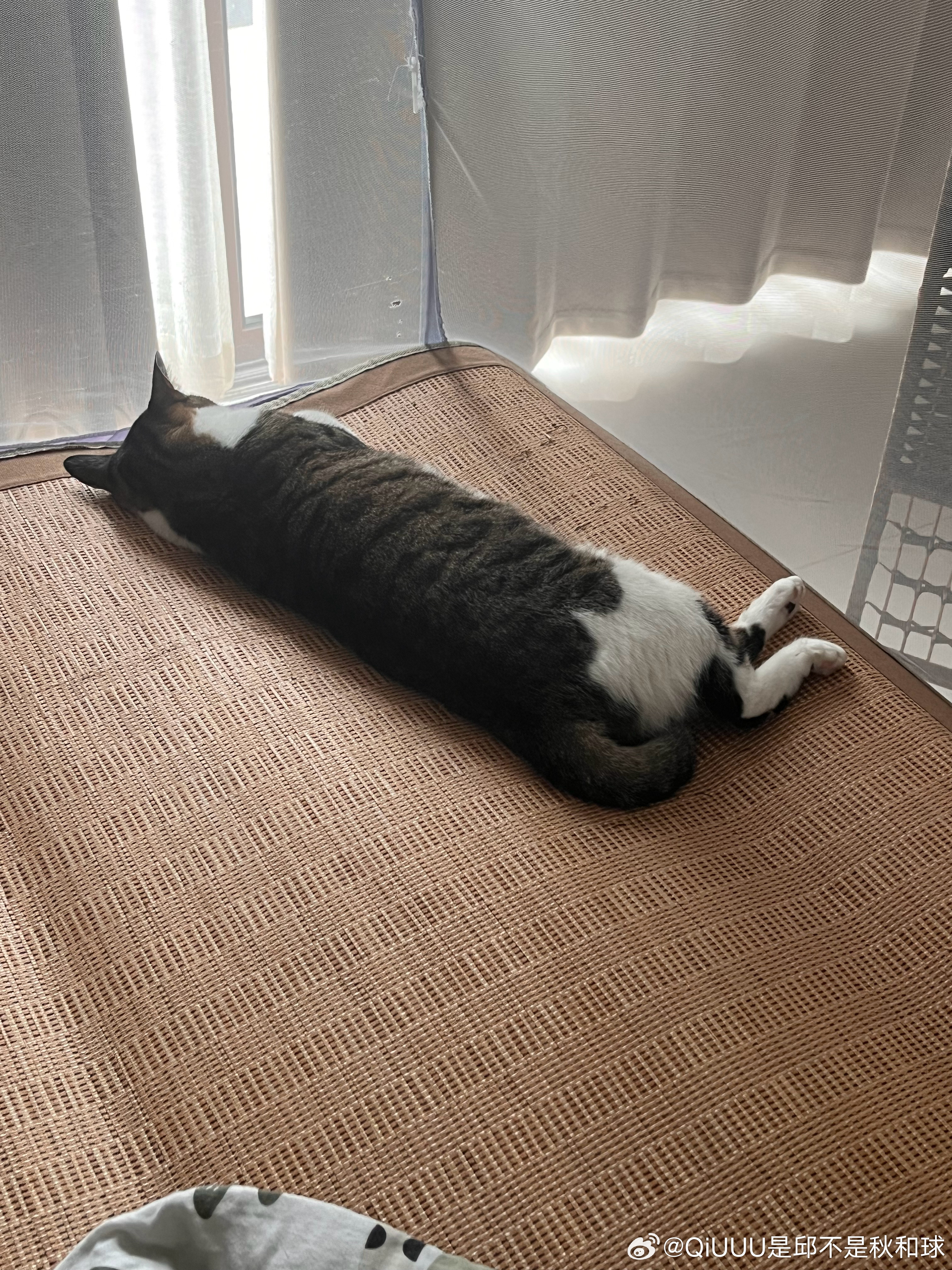 为猫方正 