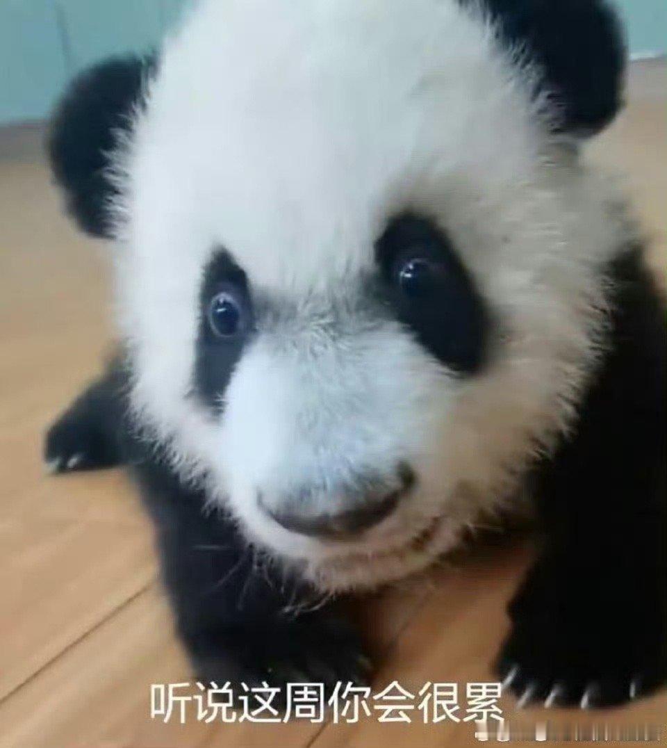#被深圳街头的元气熊猫治愈#上班是很累，但是我们要有一个积极乐观的心态对待工作。