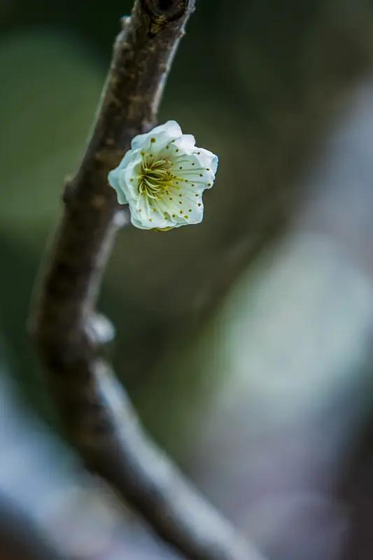 AI妙生图冬赏梅花艳，夏观荷塘色。