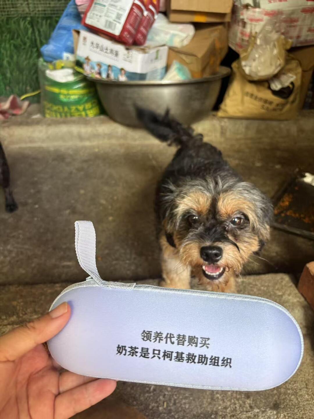 一个小小的胶囊雨伞 撑起它们的一生