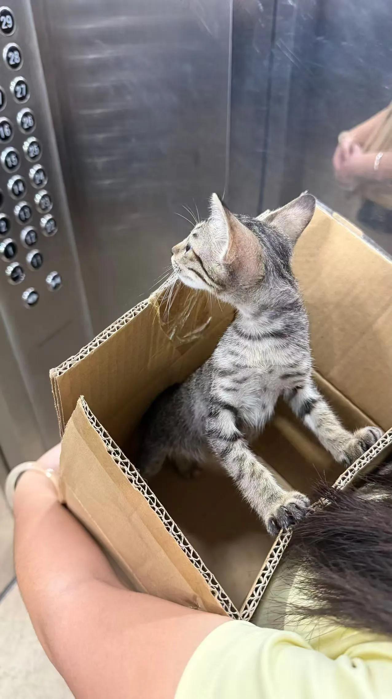 珠海，救助的流浪猫寻找爱心领养

宠物品种:田园
宠物名 ：袋袋
性别 ：母
年