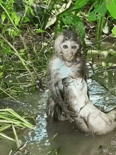 小猴子在河里洗澡，抱着个木棍。
猴子在河里抓了条大魚，真是搞笑的。