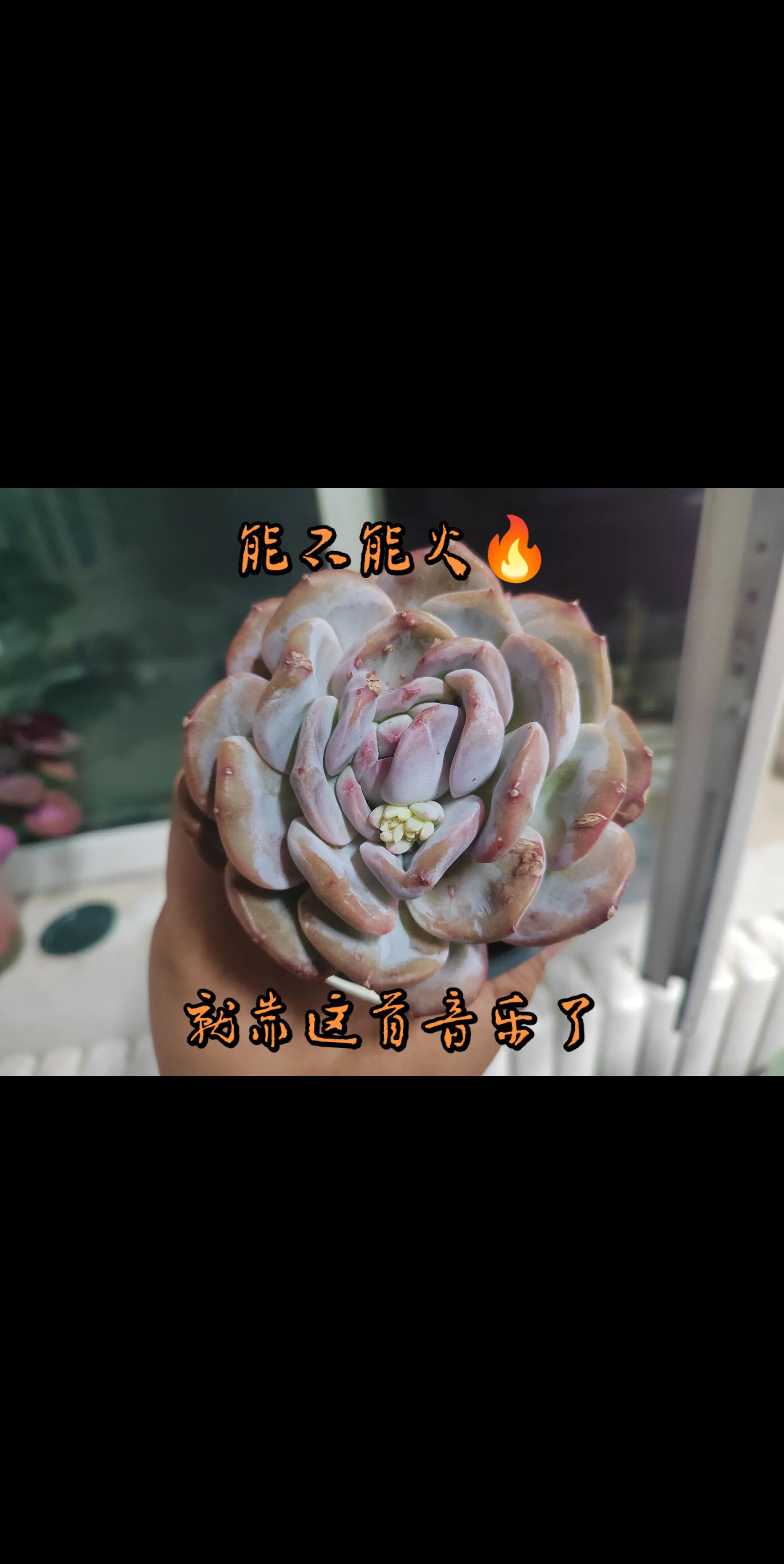我的多肉火不火就靠你了！