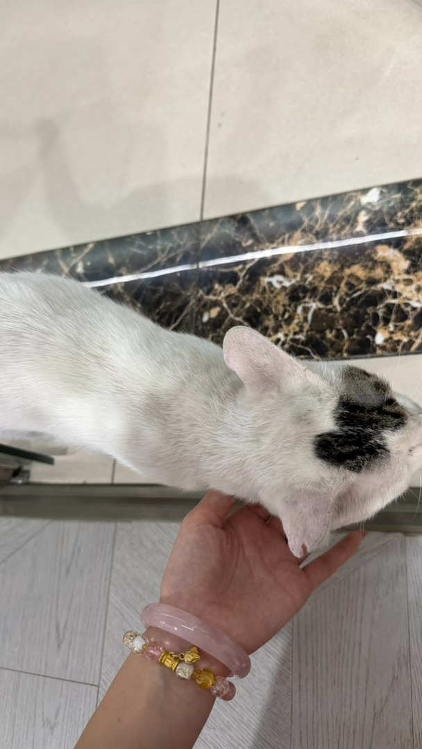 等抓 