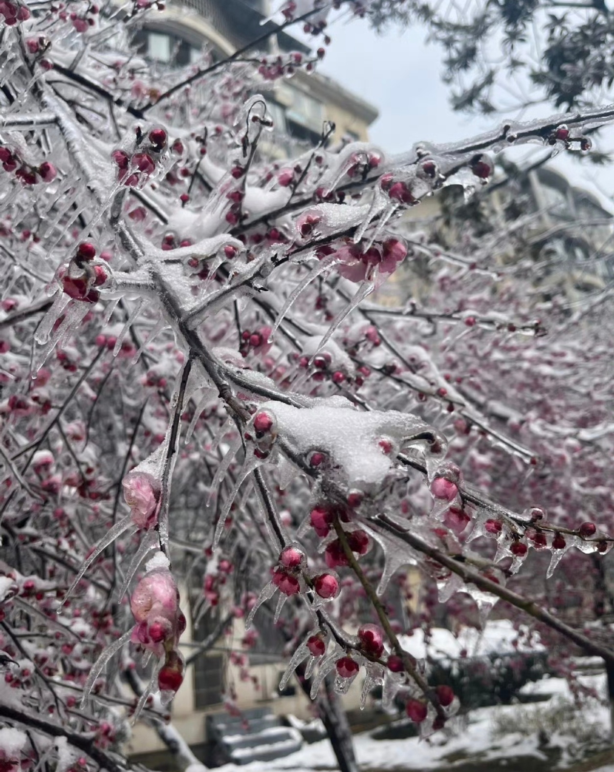 据说今天北方大范围下雪 大家那边下雪🌨️了吗？ 