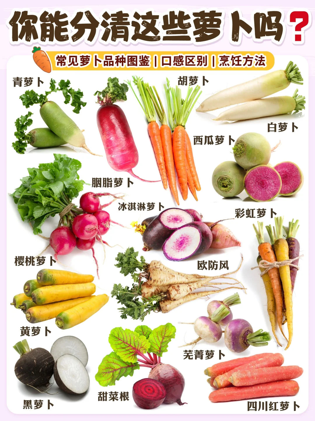 【萝卜图鉴】常见萝卜品种合集🥕冬天多吃萝卜