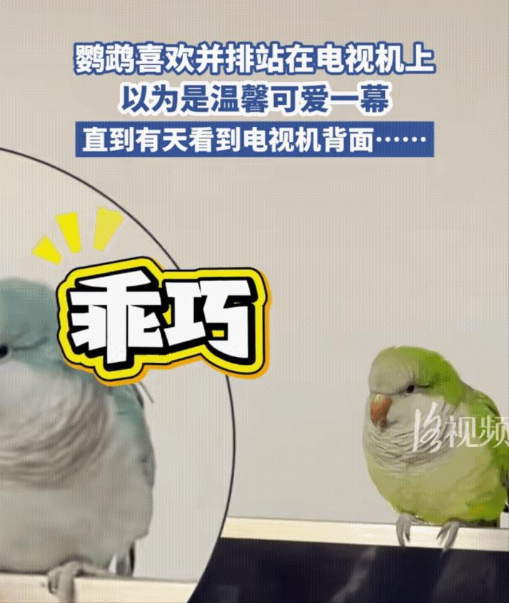 “万万没想到！”14日报道，河南一男子养了两只鹦鹉，一段时间后男子发现家里的两只
