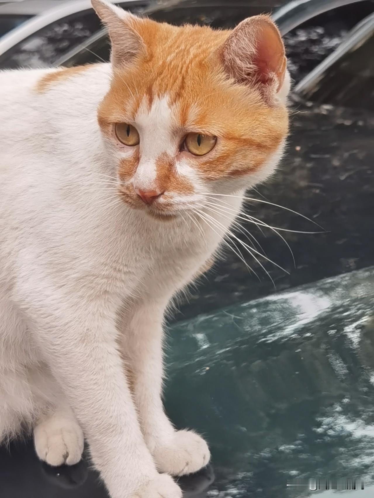 分享我这周有趣的事：谁家猫猫，蛮可爱的嘛，这么喜欢躺车头睡懒觉[呲牙]