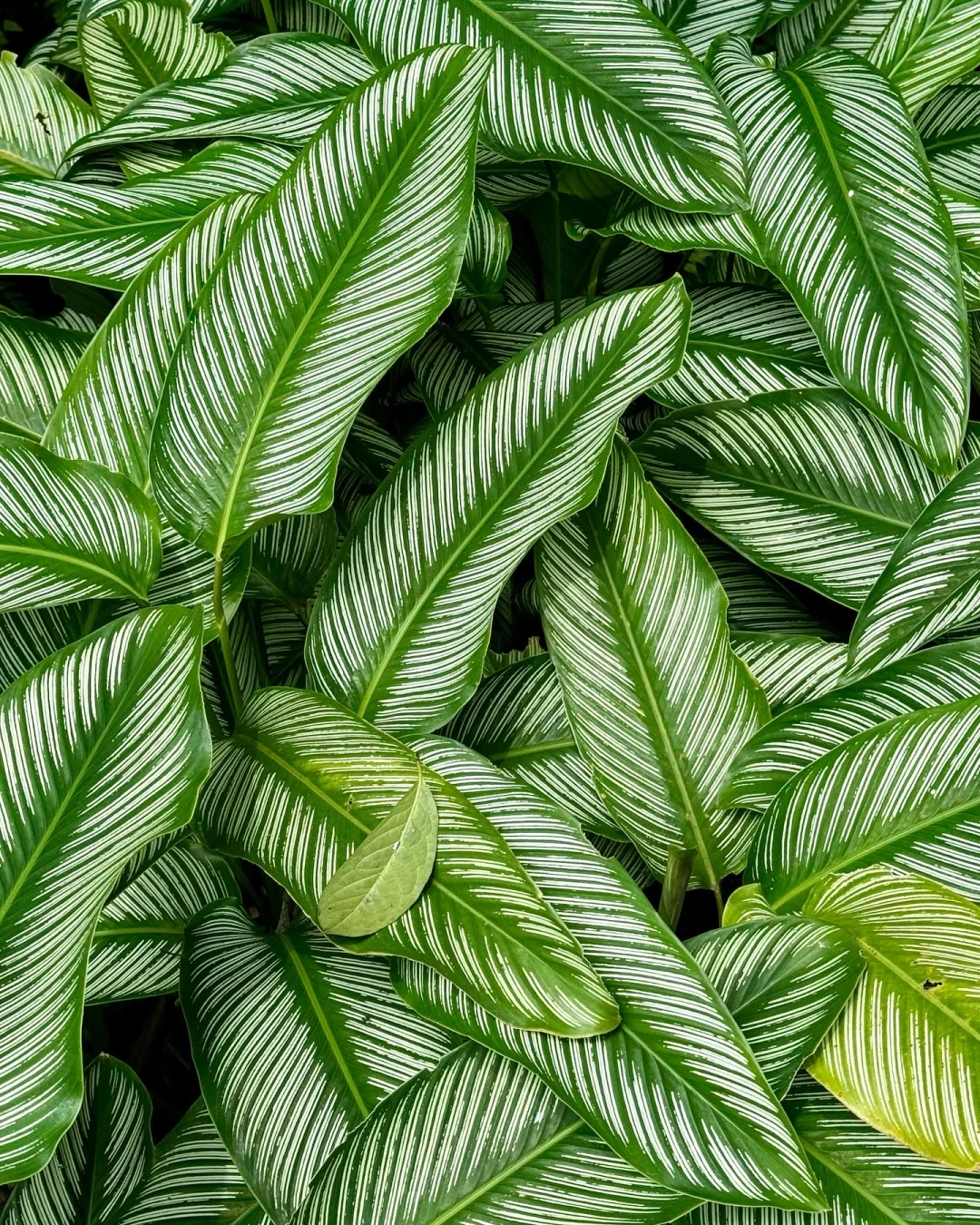 🇸🇬Botanic Garden好美😻