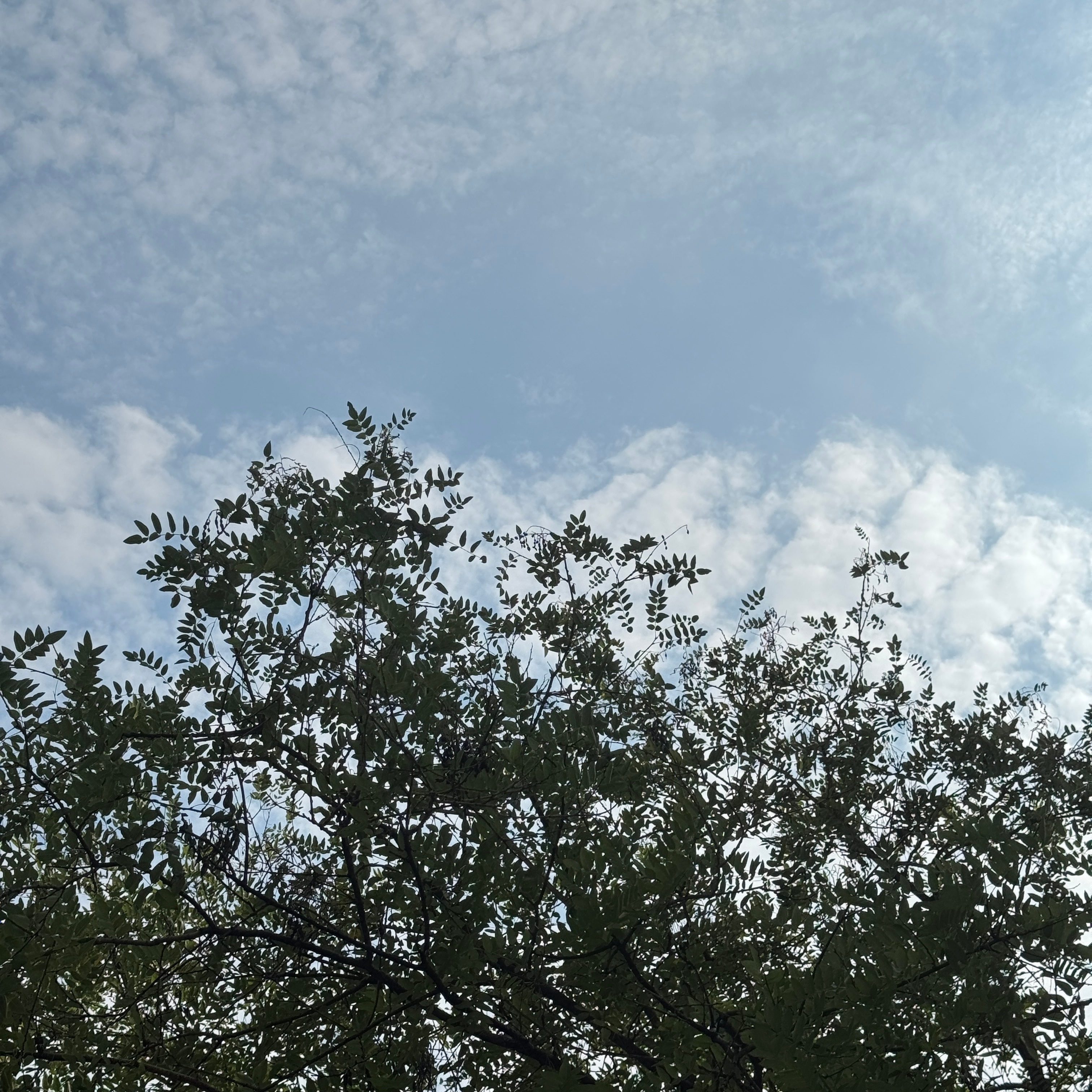今天也有好好抬头看天空，光穿过层叠云絮，枝叶接住漫天晚风。皆是夏天留给我们的温柔