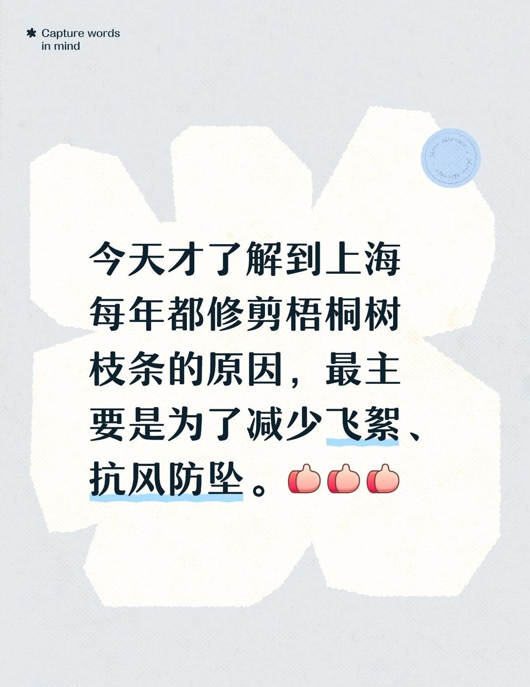 多年的观察有了答案
北京的同学来上海出差，观察到一个现象：梧桐树都被修剪了枝条。