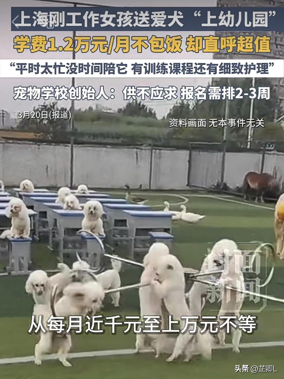 炸锅！上海95后小姐姐送狗狗上幼儿园，一月花费高达12000元！网友：我活得不如