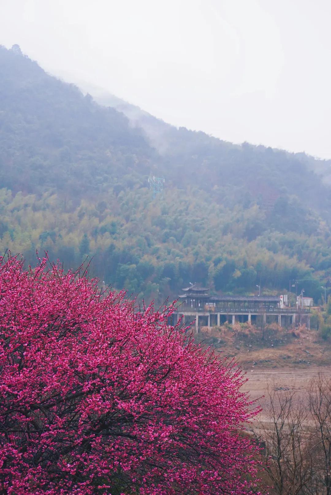碧游村的梅花开了，陈朵，你看见了吗？
这是温州的碗窑古村，《异人之下》碧游村取景