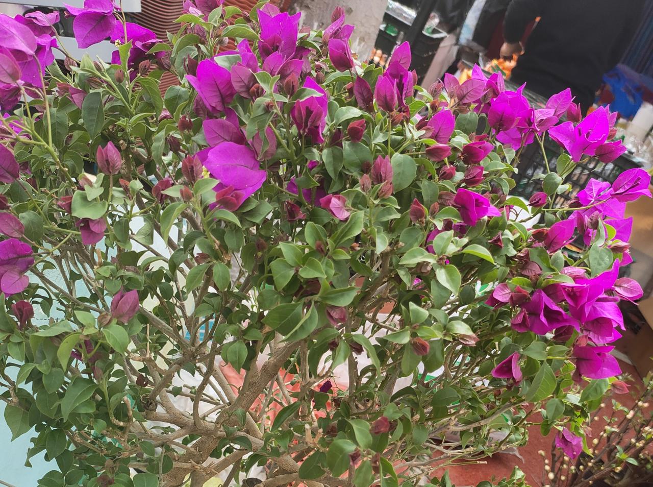 晒一晒相册里的花这抹热烈的紫，是三角梅写给春天的情书，不藏着、不掖着，开得肆意又