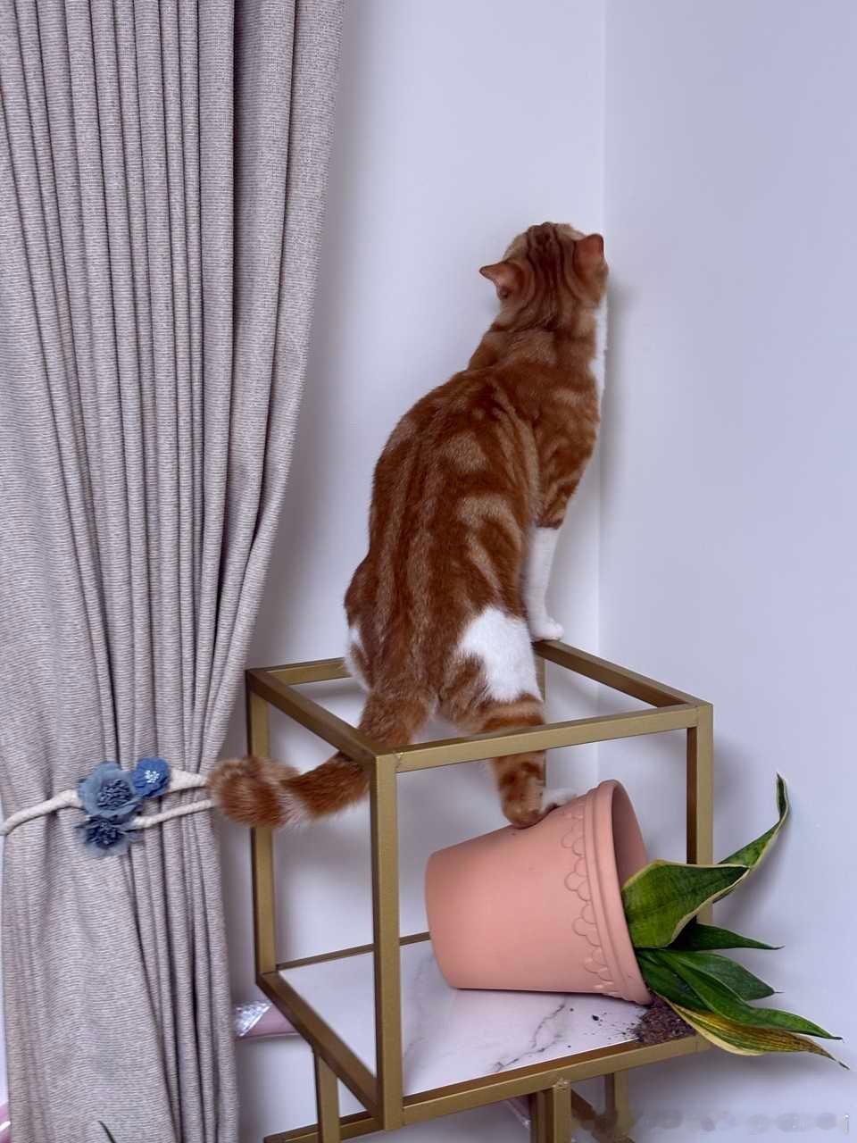 49940【心灵丑】我并不知道这只橘猪猪为什么把这盆绿植踩在脚底！ 