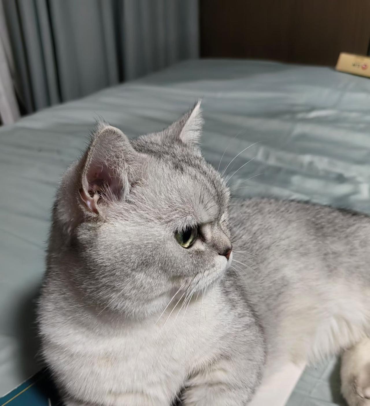 还是家里的呱呱最幸福，每天悠哉悠哉，不用为生计发愁，没好吃的就撒个娇，不用担心掉