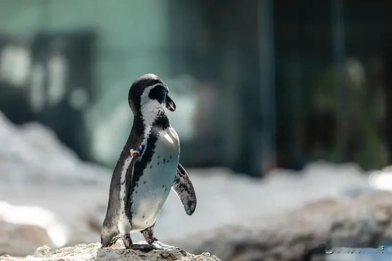 身挂红色小挎包 1月19日河南郑州下雪，郑州海昌海洋公园的两只小企鹅可太幸福啦，