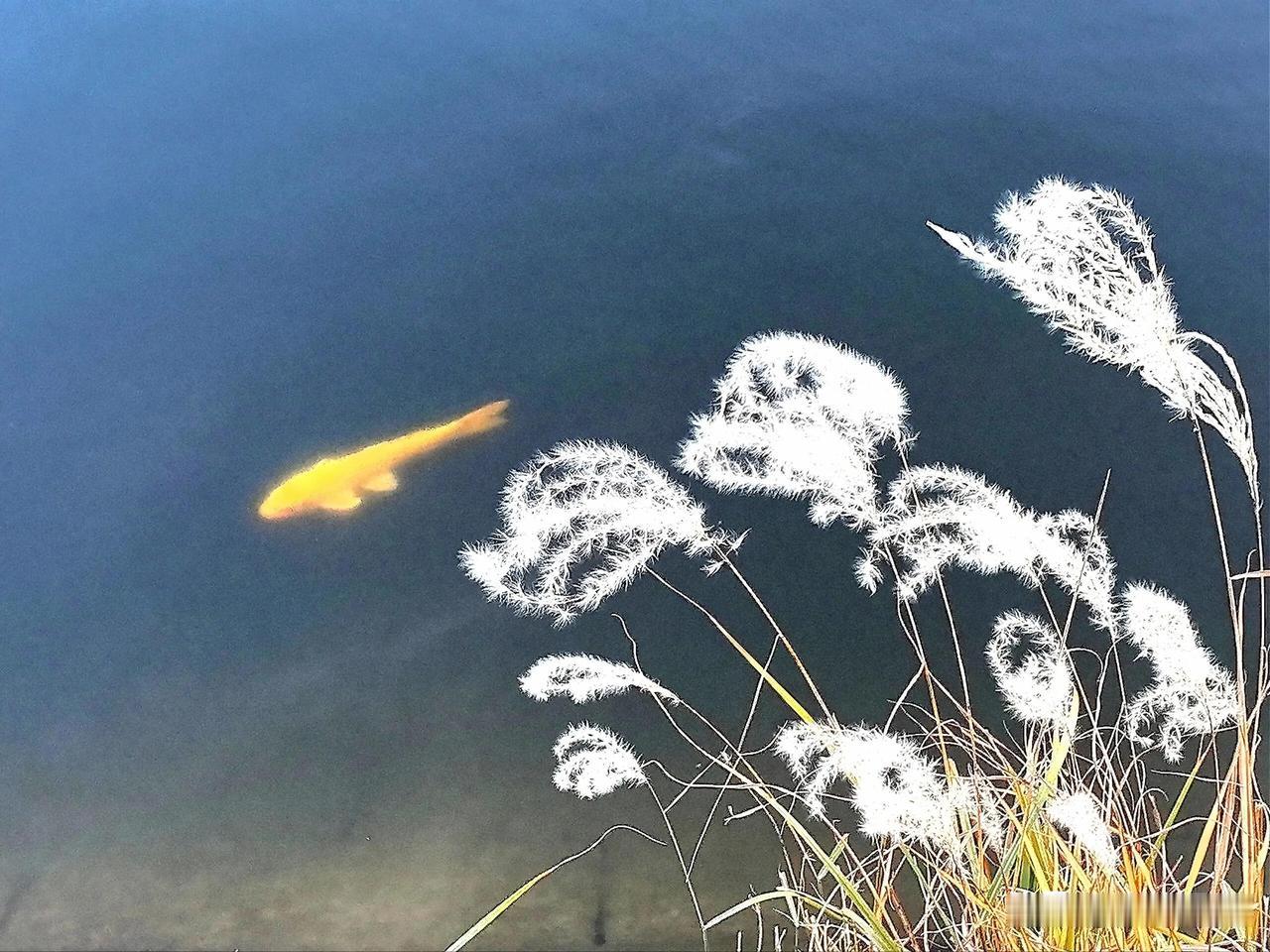 池塘静谧映蓝天，
芦花轻舞水边眠。
金鱼一跃惊秋色，
梦回江南忆故园。