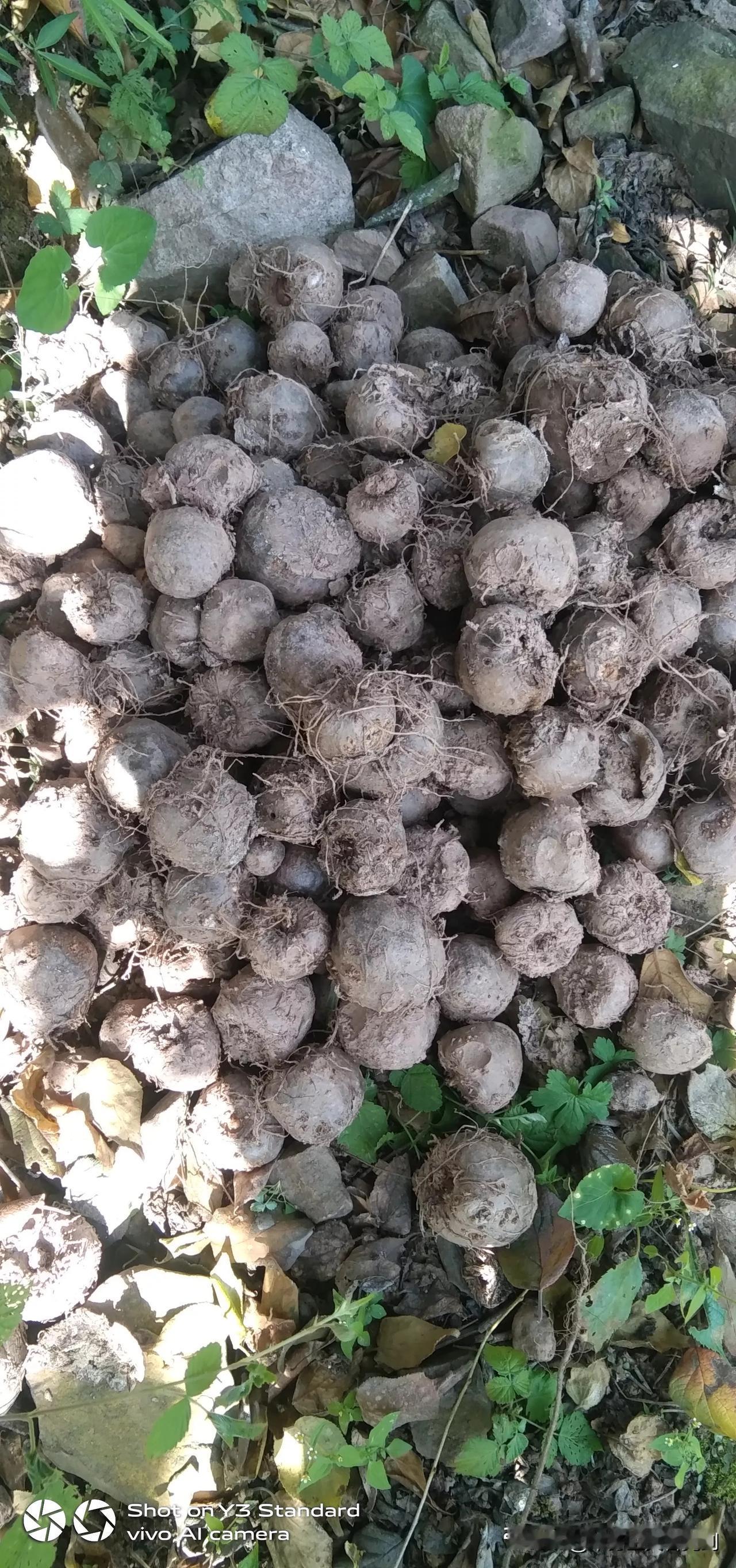 今早上起来，天气阴，去山上把魔芋种子，捡到梅子树下，十二月份才种的，过几天用玉米
