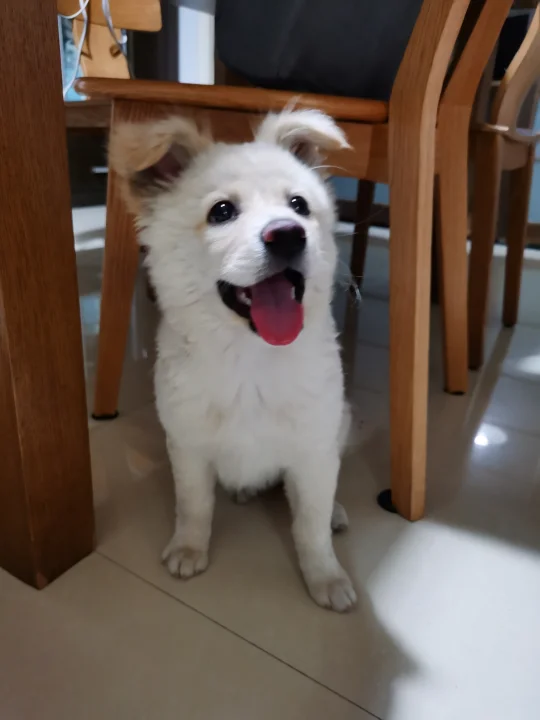 博美串串找领养