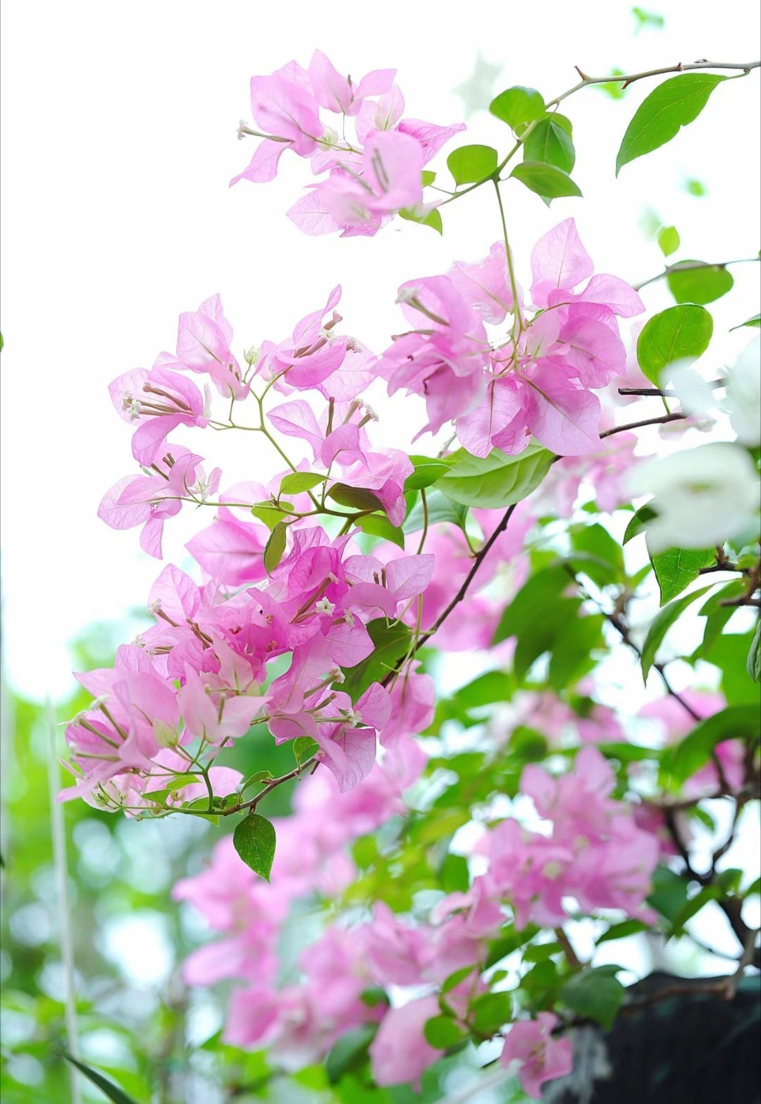日行一善[超话]日行一善  心若飘摇，风就推你倒；心若坚定，石也绊不倒。站稳了，