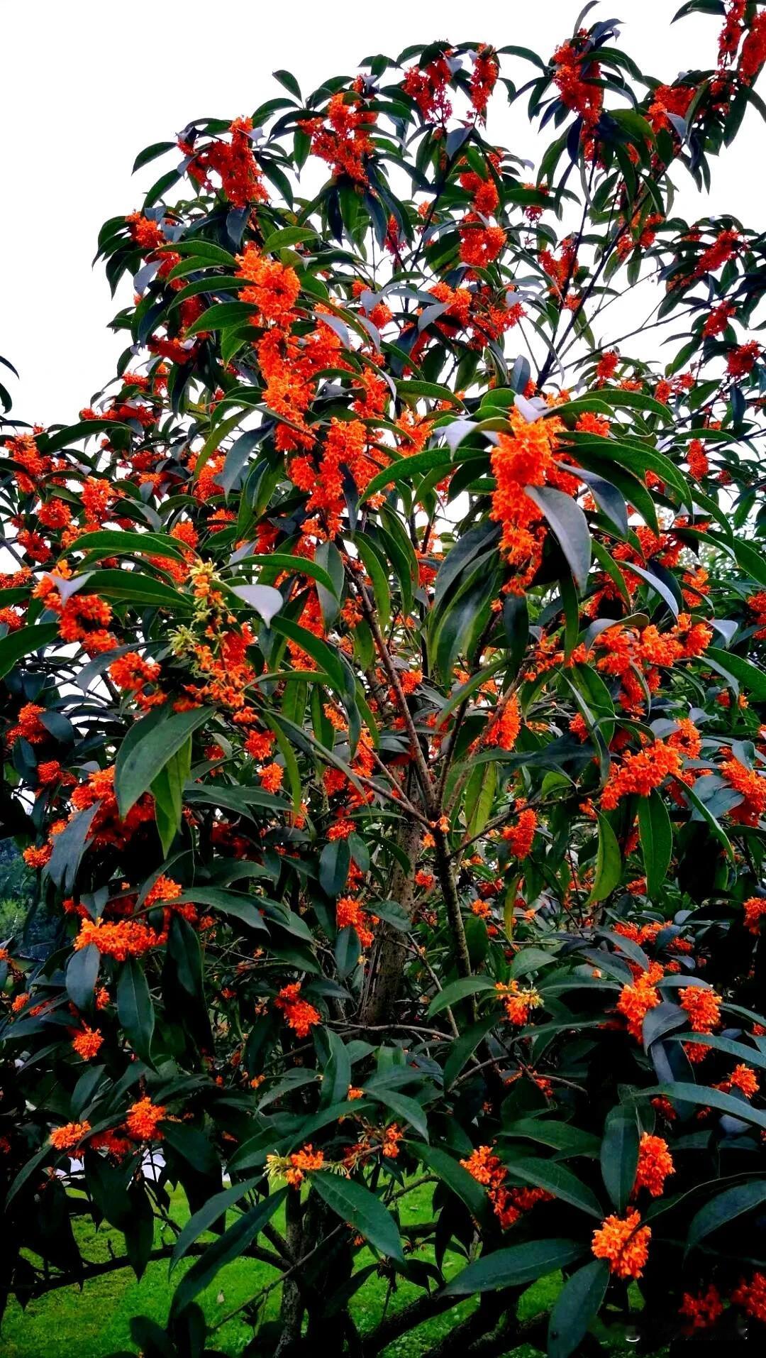 #秋日生活打卡季#桂花开了