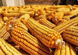 春节后玉米价格上涨动力几何？

除夕将至，国内玉米市场价格呈现温和上行态势，但涨