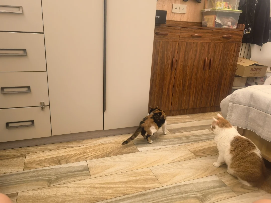 小三花又来我家蹭饭了