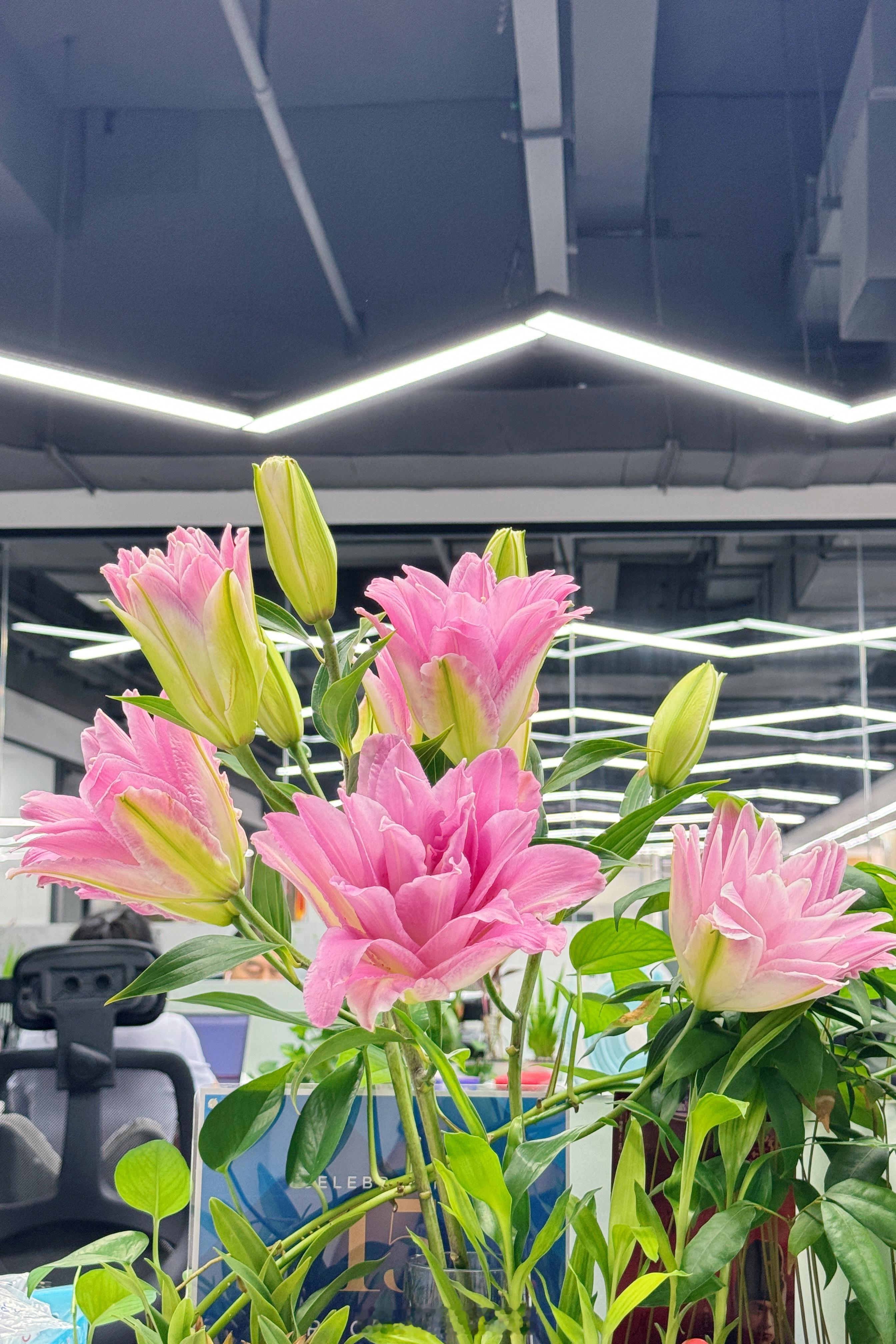 新买的重瓣百合好美丽呀
