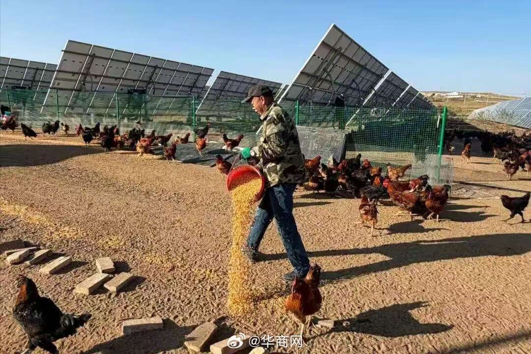 【#库布其沙漠曾养鸡治沙#】4月9日，库布其#十万头猪拱进沙漠治沙真成了#登上热