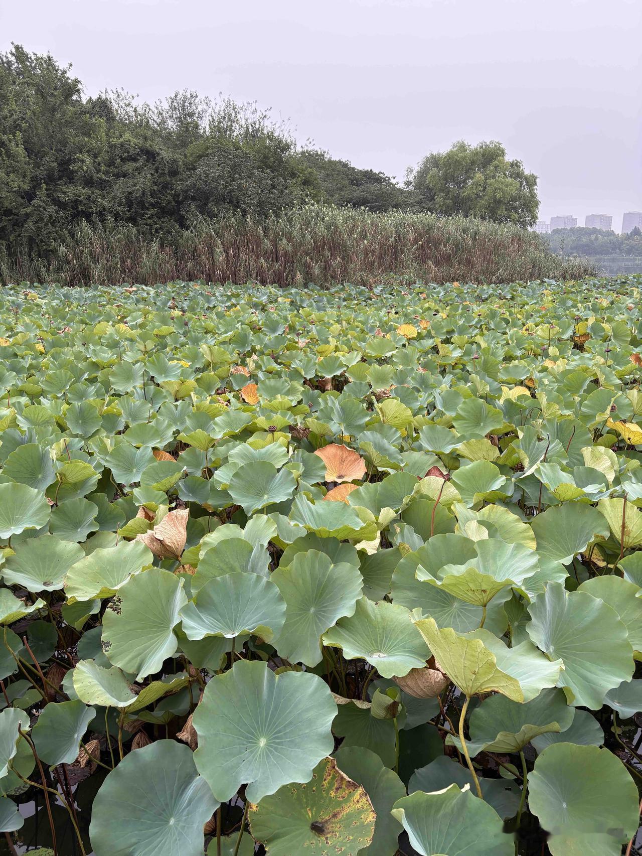 云天淡白，
敛去了盛夏的烈阳。
一池荷叶，
还撑着层层叠叠的绿，
间杂几处浅黄与