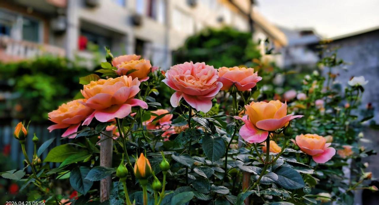 早起去农贸市场买菜路上边走边拍！手机随拍，2026年4月25日。