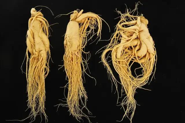 稀土能逆袭，人参凭什么不行？
 
吉林人参，坐拥长白山世界级资源，却长期卖着“原