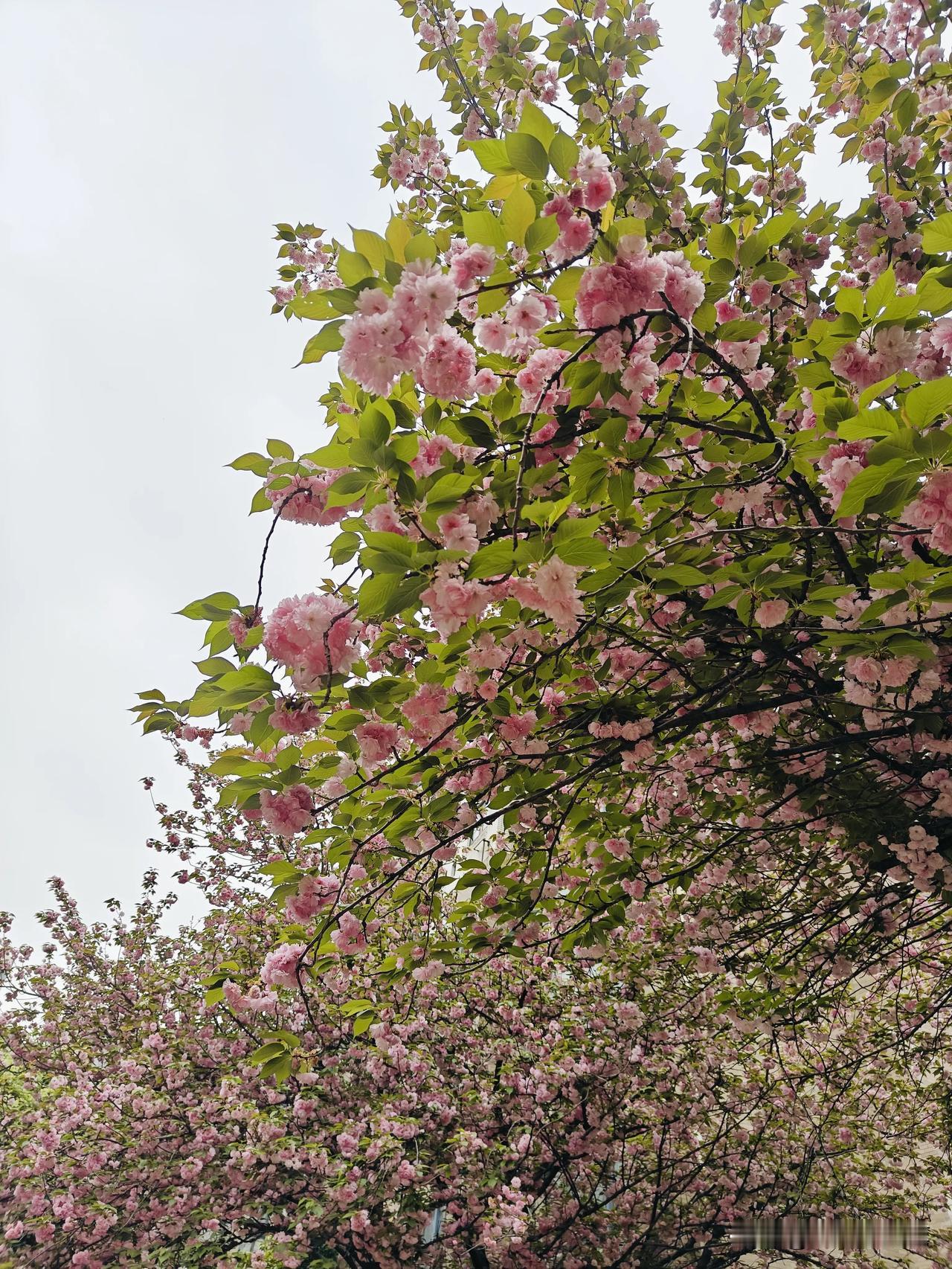 春风一暖，枝头便缀满了粉白的樱花，一团团、一簇簇挤在一起，像软软的云朵趴在枝桠上