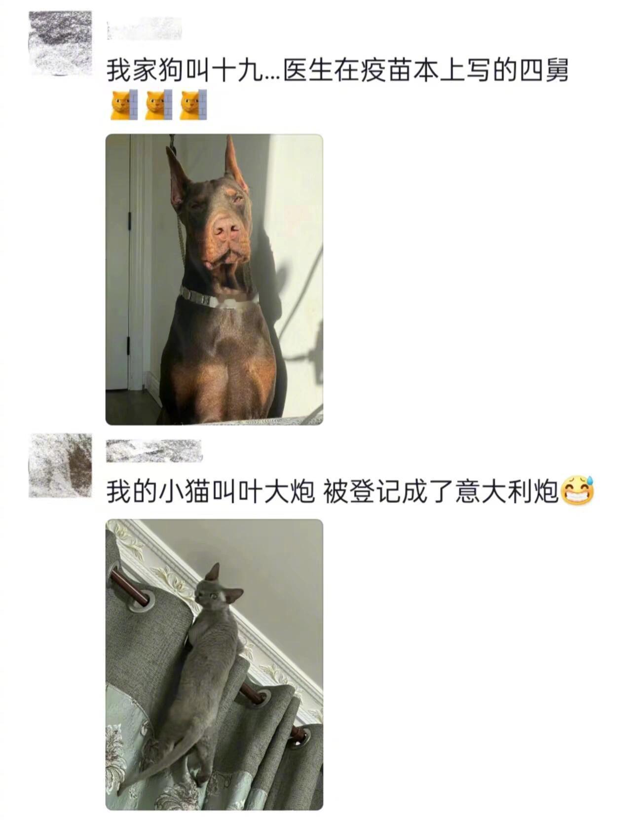 #原来猫猫还有其他名字# 原来大家的修猫修狗都有其他的名字呀，笑不活了[笑cry