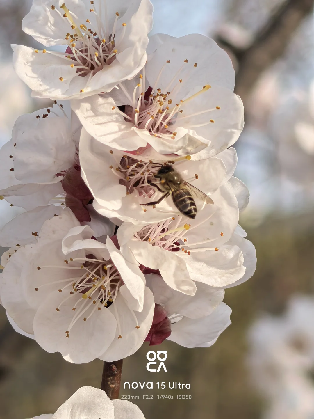 带上nova 15拍摄春天🌸