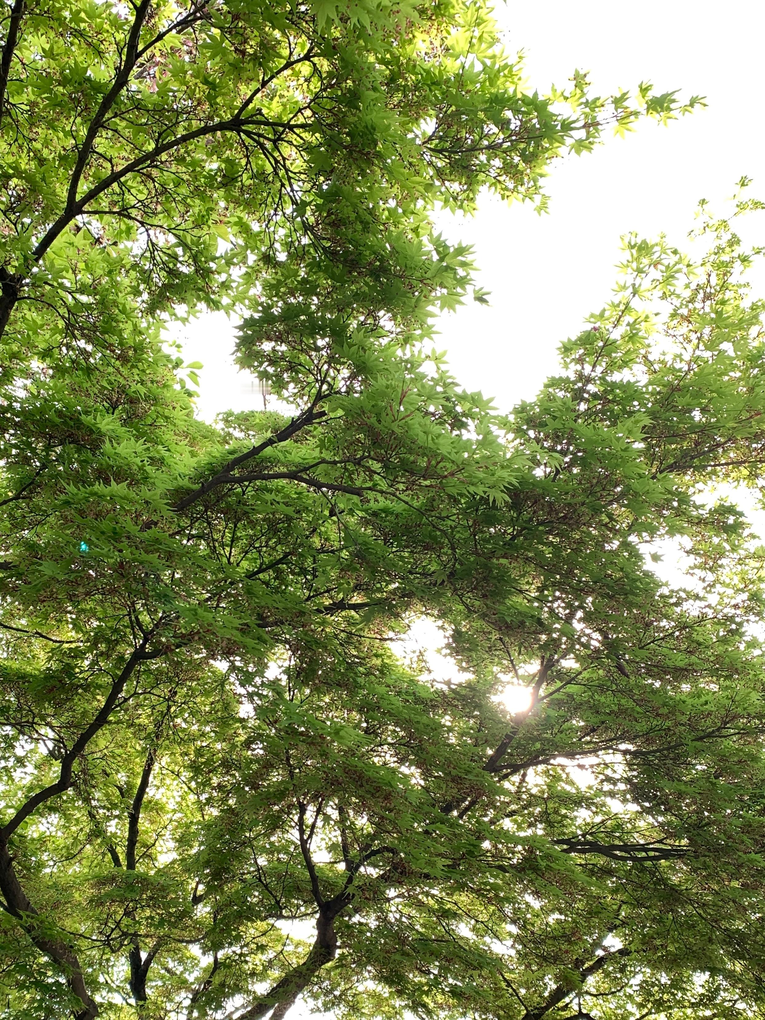 重游清水寺 🌱 ​​​