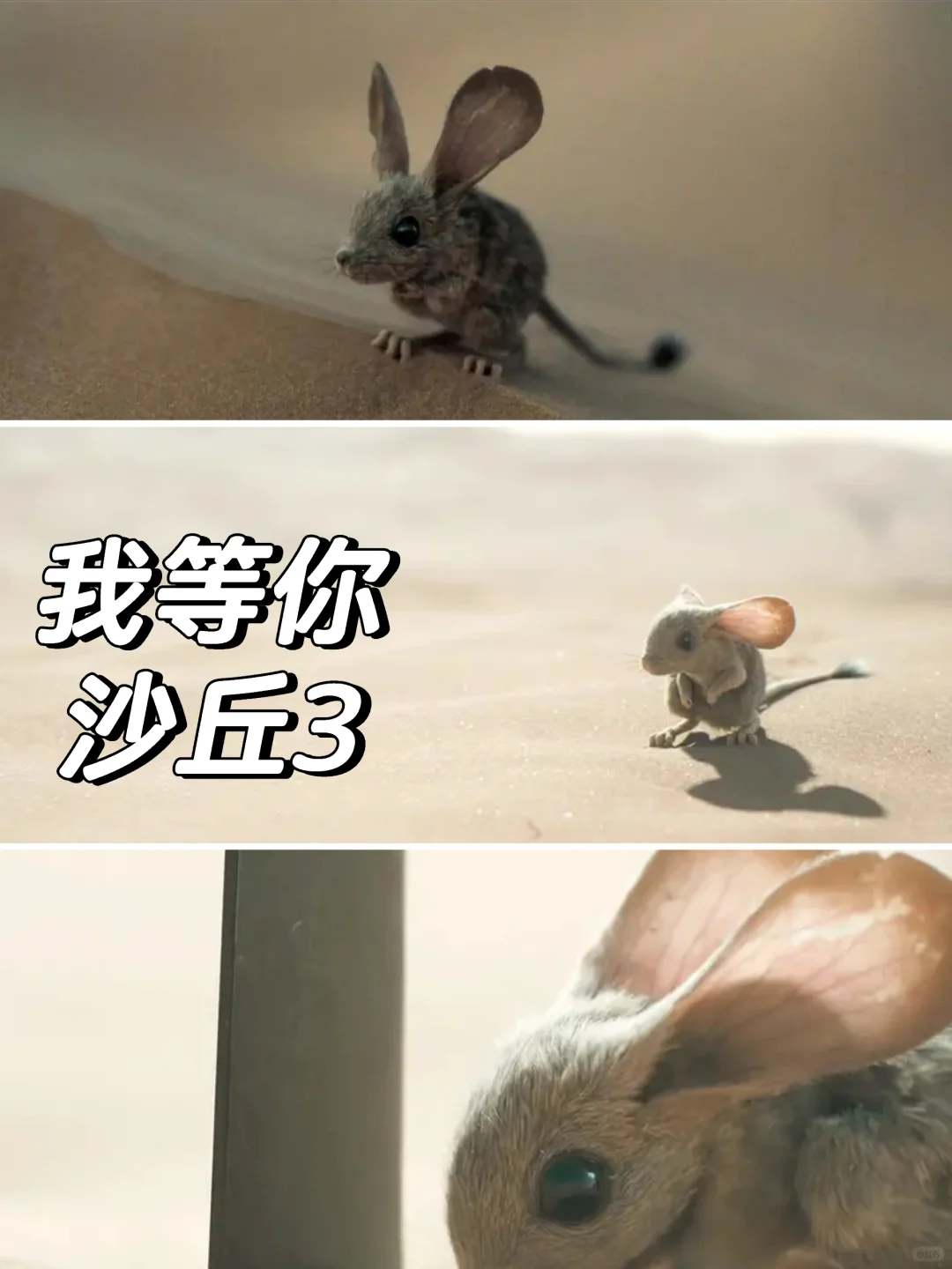 🎬沙丘3，赞达亚我等你❤️不见不散